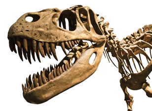 skelet Tyrannosaurus rex